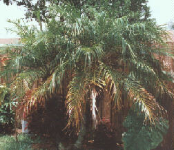 Pigmy Date Palm
