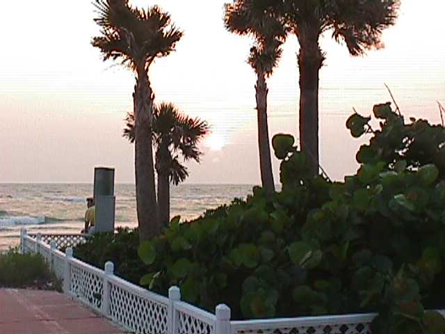 The sunset through the palms
