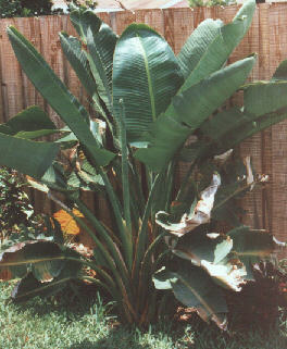 White Bird of Paradise