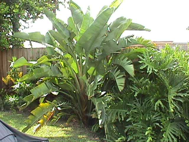 Ther White Bird of Paradise