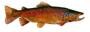 A trout?...No doubt!