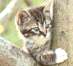 kitten.jpg