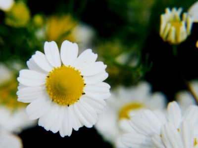 German Chamomile
