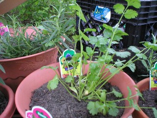 cilantro or coriander