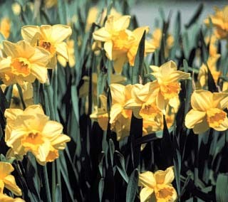 daffodil flowers