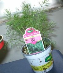 dill herb