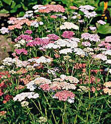yarrow flowers
