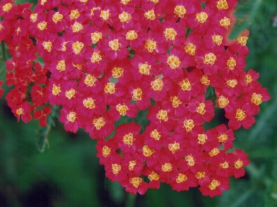 YARROW FLOWERS