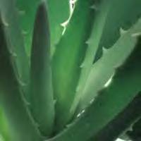 aloe