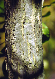 Shining Willow Bark (salix lucida)