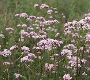 valeriana officinalis