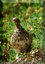 Ptarmigan - Click To Enlarge