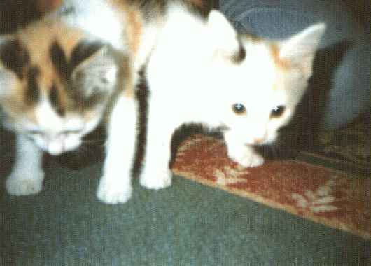 Pirre&Hansu2