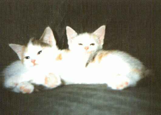 Pirre & Hansu