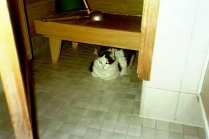 Purri in sauna 1