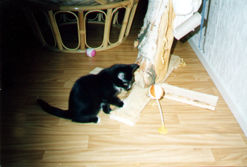 Miiru with toy