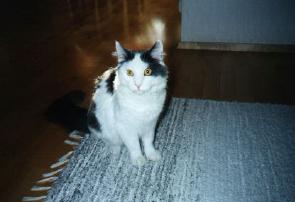 Purri on carpet