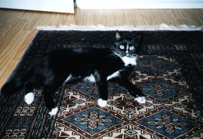 Miiru on carpet