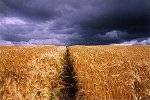 Clouds and wheat field on the Coast-to-Coast Way