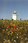 Wildflowers and the lighthouse