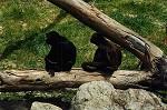 Black spider monkeys