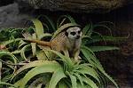 Meercat