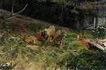 Tigress and cubs