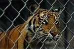 Closeup of an almost grown-up tiger cub