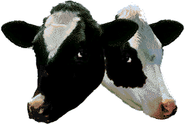2 Cows logo