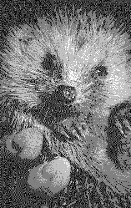 African Hedgehog