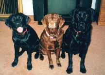 Doshi, Ska, and Baloo