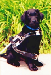 Black Lab pup in a guide dog harness