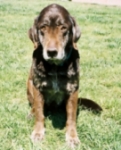 Old Man Moose