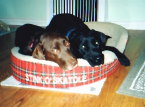 Ska and Doshi November 2001