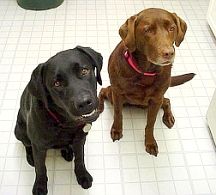 Ska and Doshi
