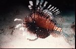  Lionfish