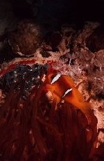  Clownfish