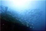Um el Faroud - Shoal of Barracudas