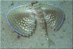 Zonqor Point: Flying Fish