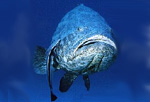 Grouper