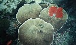  Hard Coral