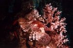 More Lionfish