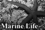 Marine Life within the Maltese Archipaelago