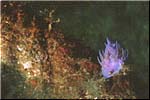 Zonqor Point: Nudibranch