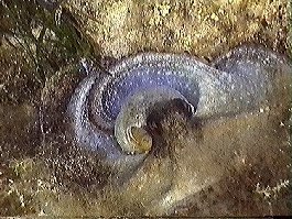 An Octopus Blending Against The Rocks