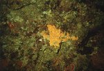 Orange Coral