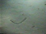 Worm on Sand