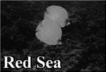 Pictures from the Red Sea.