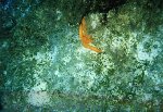 Small Orange Star