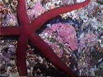 Red Starfish
